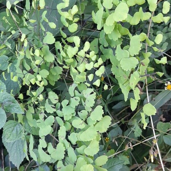 Adiantum poiretii Habit