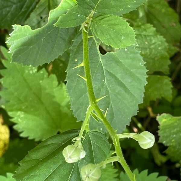 Rubus armeniacus Övriga