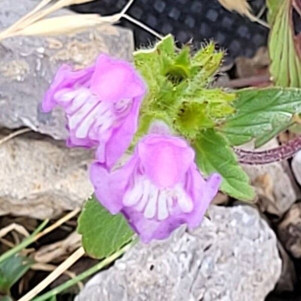 Galeopsis pyrenaica Flower