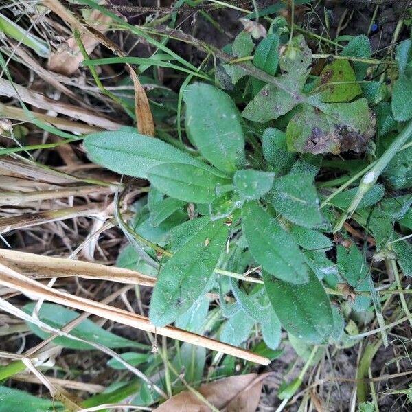 Myosotis nemorosa Blad