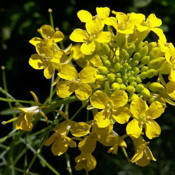 Sisymbrium loeselii Õis