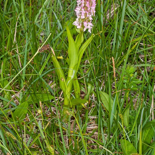 Dactylorhiza incarnata पत्ता