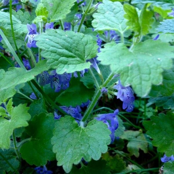 Glechoma hederacea Blatt