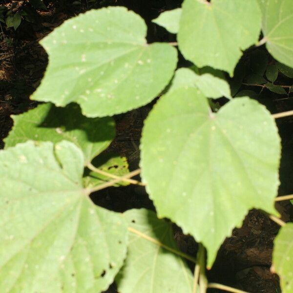 Allosidastrum pyramidatum Blad