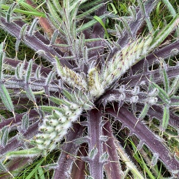 Cirsium eriophorum Folha