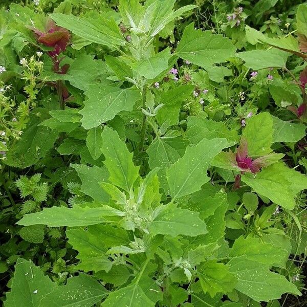 Chenopodium ficifolium 整株植物