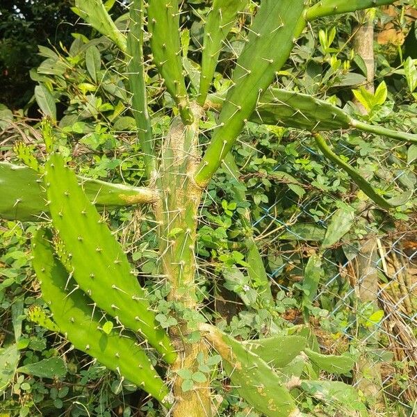 Opuntia elatior 叶