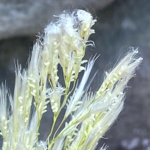 Achnatherum calamagrostis Fleur