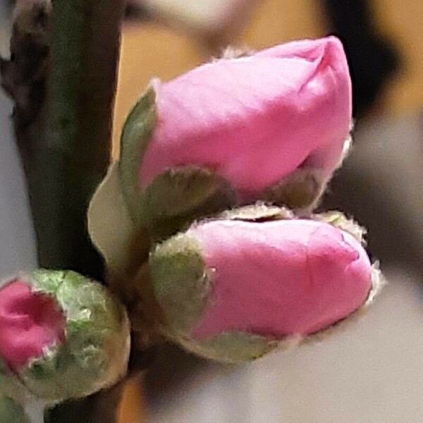 Prunus dulcis Bloem