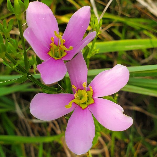 Sabatia angularis Floare