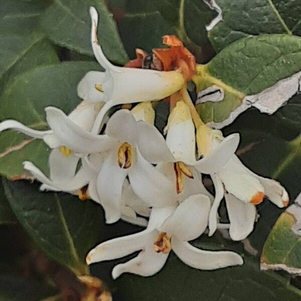 Osmanthus × burkwoodii 花