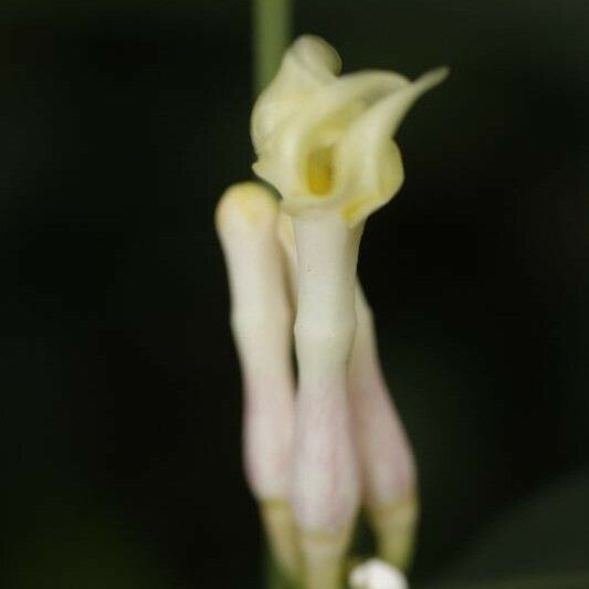 Tabernaemontana disticha Flower