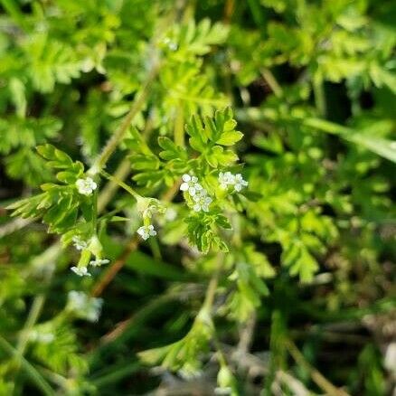 Chaerophyllum tainturieri Flower