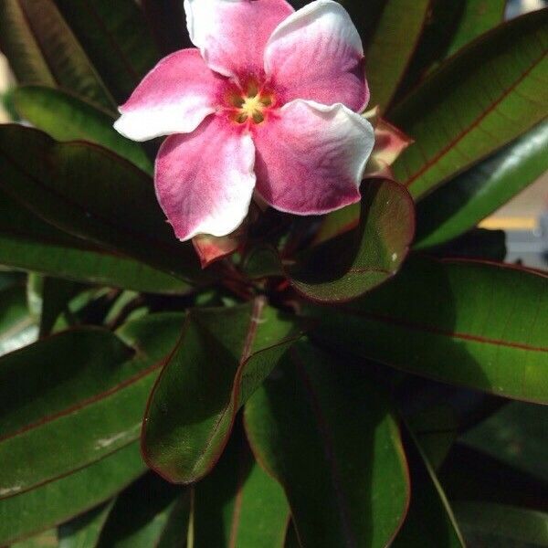 Cerbera manghas Flower