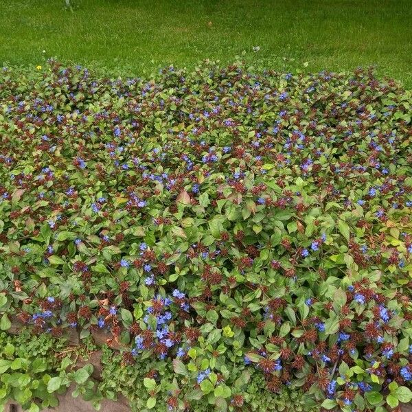 Ceratostigma plumbaginoides Habit