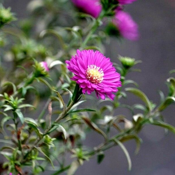 Symphyotrichum novae-angliae Floare