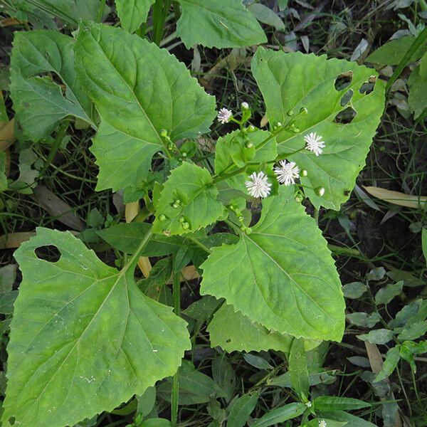 Adenostemma brasilianum ശീലം