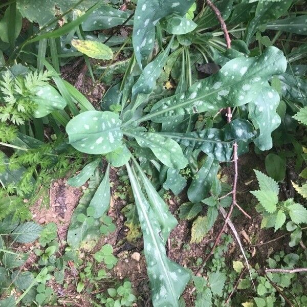 Cerinthe minor Leaf