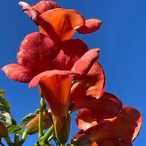Campsis grandiflora Floare