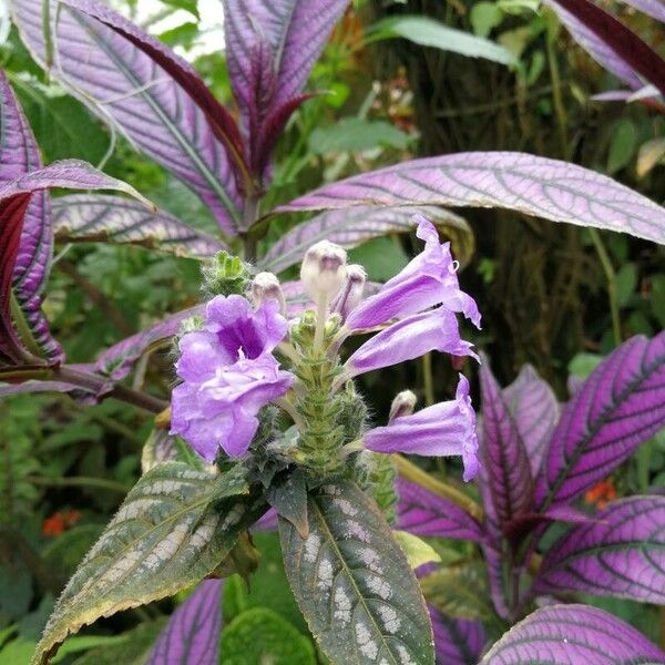 Strobilanthes auriculata Fiore