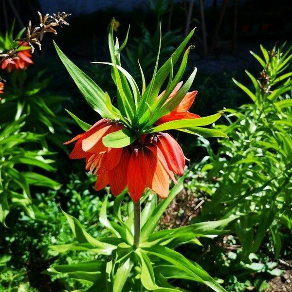 Fritillaria imperialis Kvet