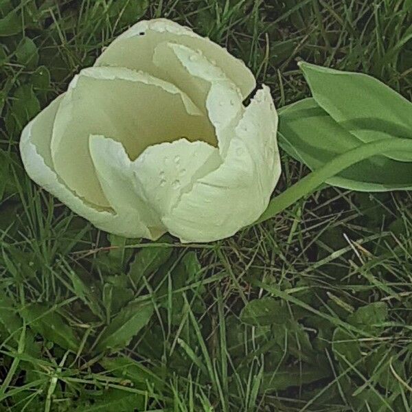 Tulipa gesneriana Flower