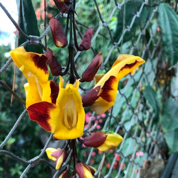 Thunbergia mysorensis Цветок
