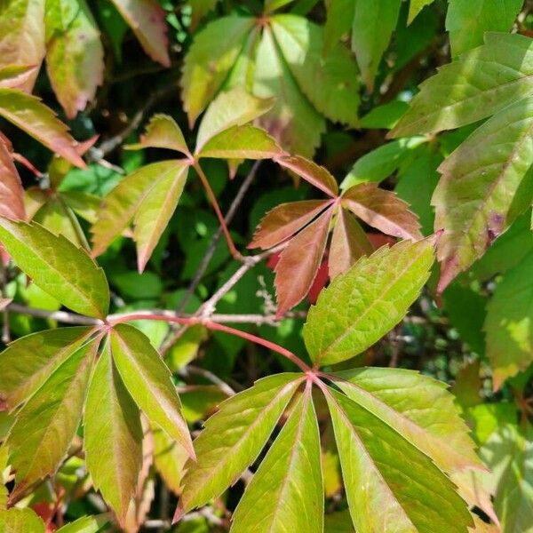 Parthenocissus quinquefolia Листок