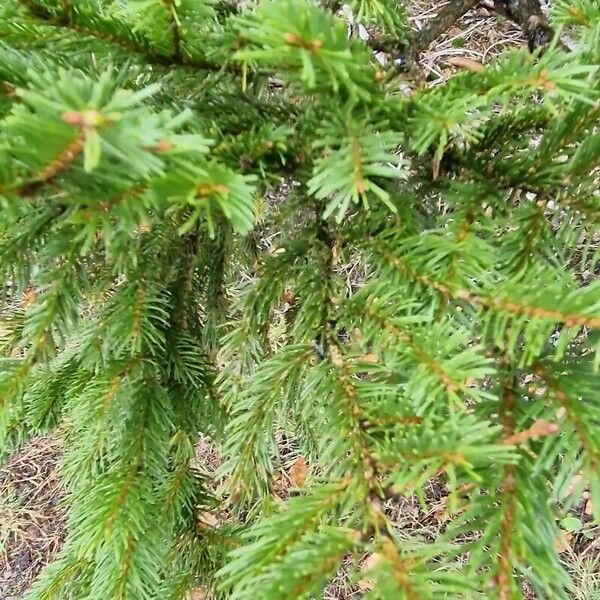 Picea abies Folha