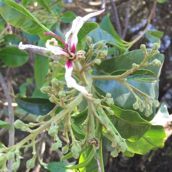 Calodendrum capense Blomma