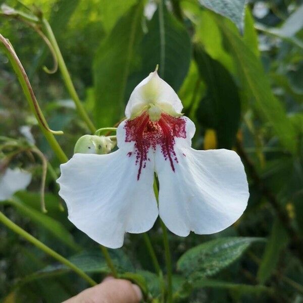 Impatiens tinctoria Flower