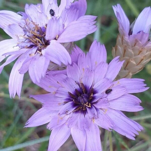 Catananche caerulea Květ