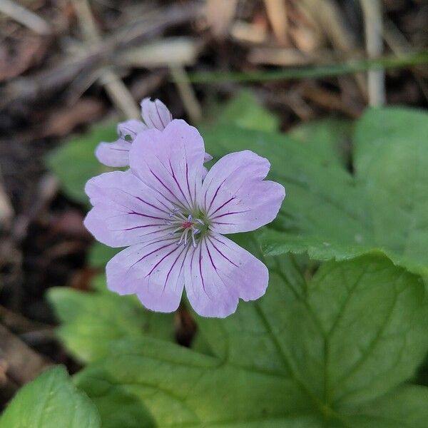 Geranium nodosum Цвят