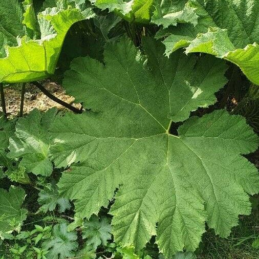 Gunnera tinctoria List