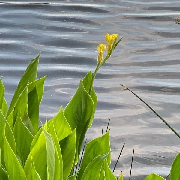 Canna flaccida Blomst