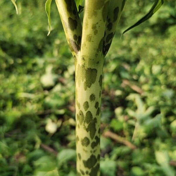 Sauromatum venosum Bark