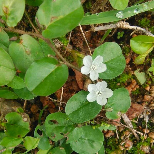 Evolvulus nummularius Fleur