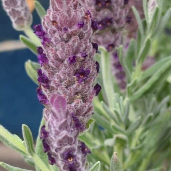 Lavandula stoechas Blüte