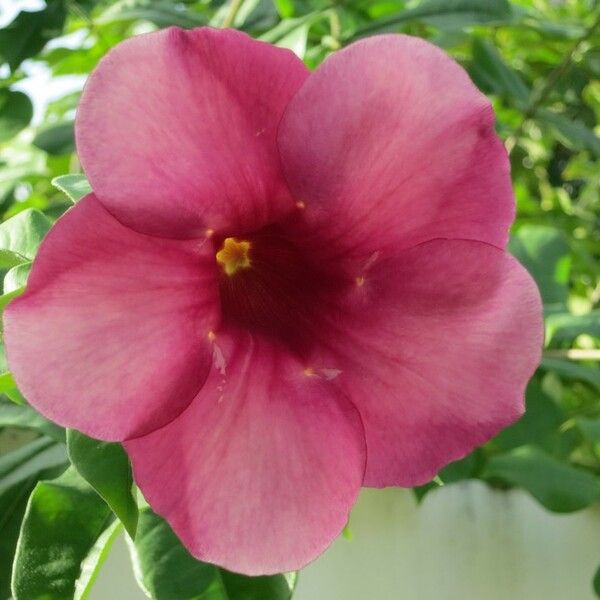 Allamanda blanchetii Cvet