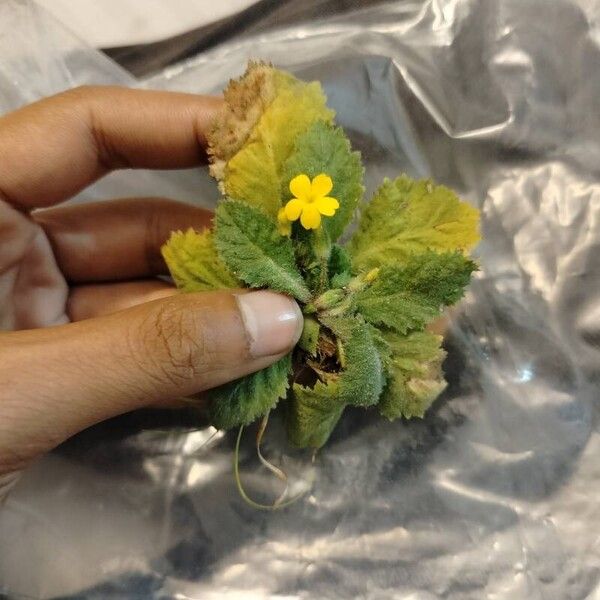 Primula floribunda Blatt