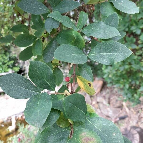 Lonicera caerulea Blad