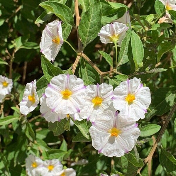 Lycianthes rantonnetii Blüte