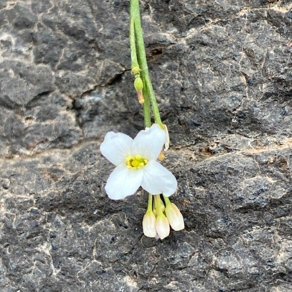 Crambe scoparia Flower