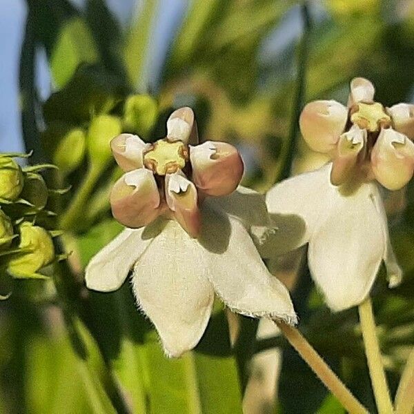 Gomphocarpus fruticosus ফুল