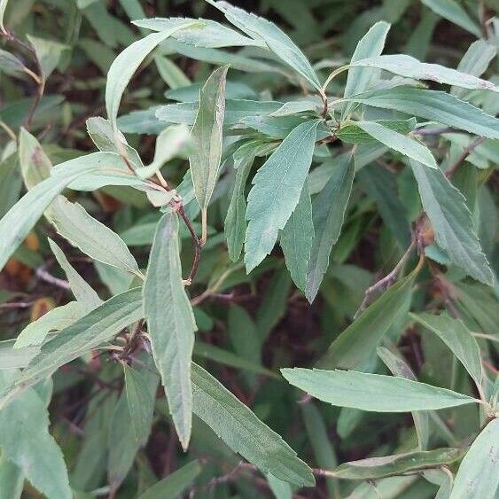 Spiraea cantoniensis Blad