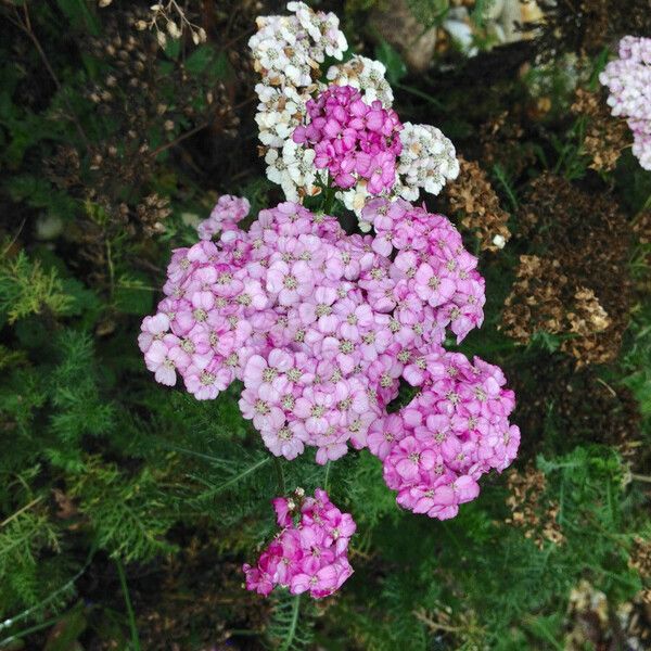 Achillea distans Květ