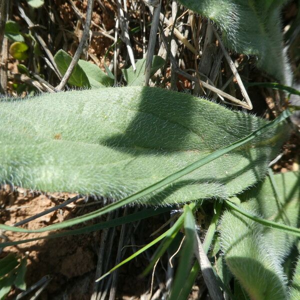 Anchusa azurea Folha