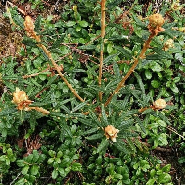 Rhododendron tomentosum برگ