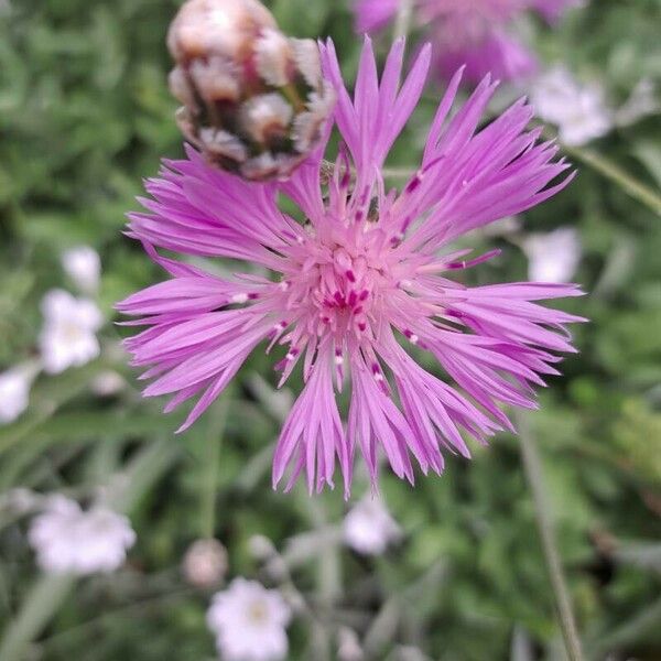 Centaurea napifolia Λουλούδι