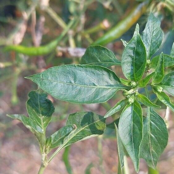 Capsicum frutescens Folla